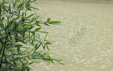 竹叶水面图片