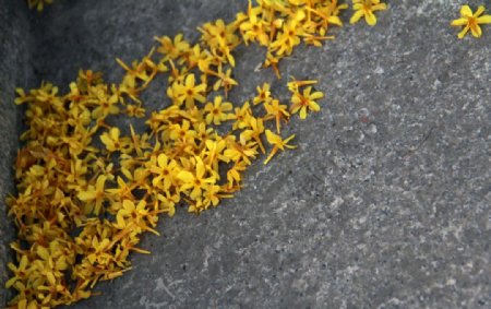 散落的花瓣图片