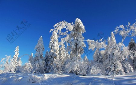 雪乡雾凇蓝天下的纯洁图片