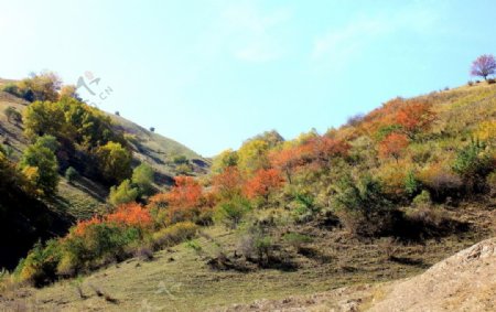 野杏树的秋天图片
