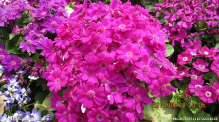红花紫花图片