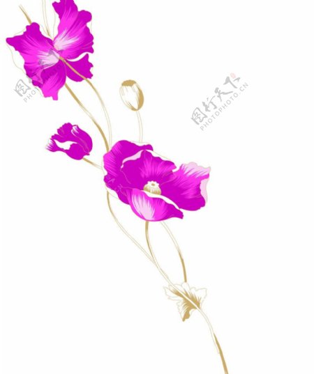 一束紫色的花图片