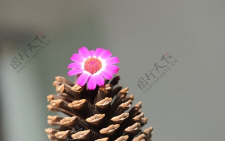松球菊花图片
