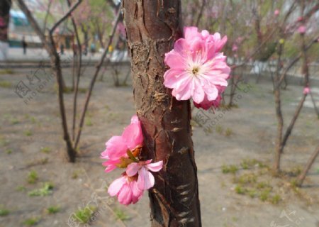 榆叶梅花图片