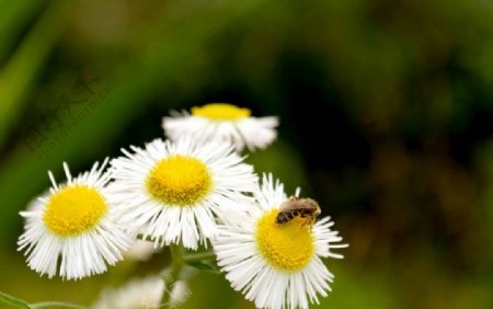 小菊花蜜蜂图片