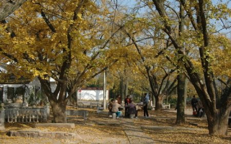 银杏古公园图片