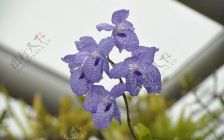 紫色兰花图片
