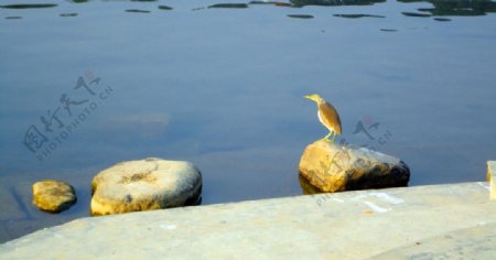 深圳仙湖植物园图片