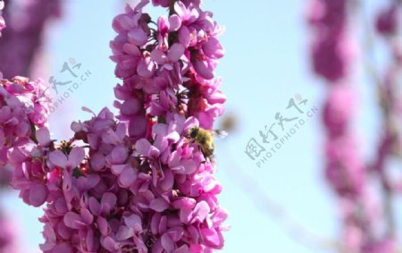 鲜花花朵蜜蜂图片