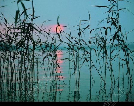 芦苇与夕阳图片