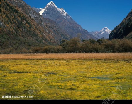 高山草地图片