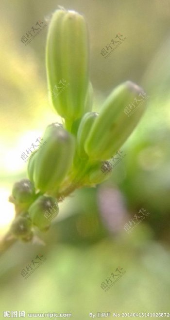 花苞植物摄影图片
