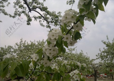 涿州梨花苑梨花图片