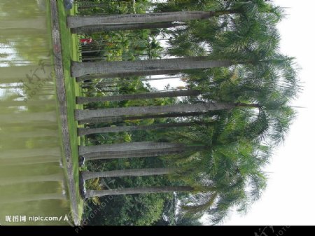 版纳勐仑植物园图片