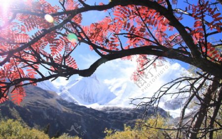 稻城亚丁红叶后的雪山图片