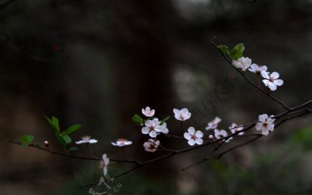 杏花美丽的花儿图片