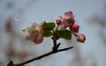 海棠花近景图片