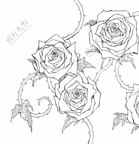 手绘玫瑰线稿素材图片