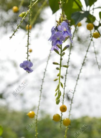 金露花图片