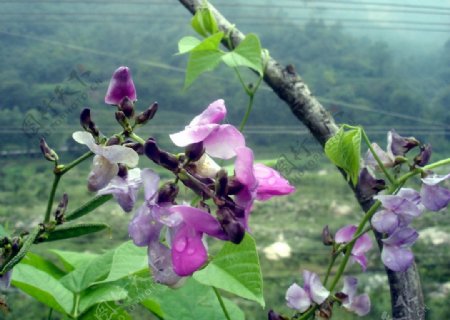 风景花卉植物图片