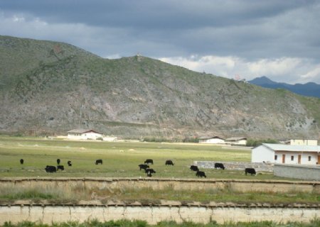 草原上的牦牛们图片