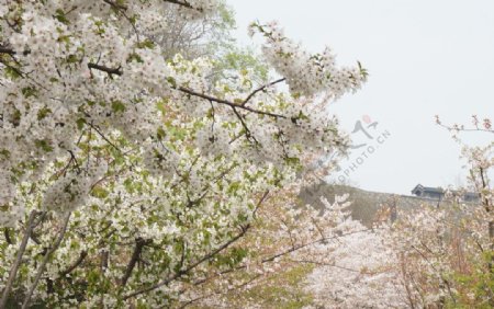 南京的樱花图片