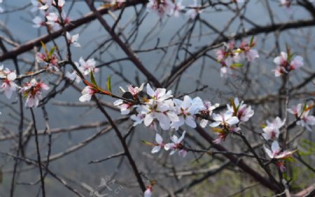 桃花图片