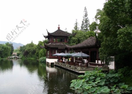 杭州荷塘图片