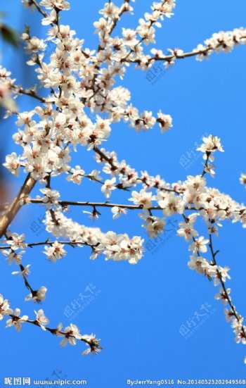 枝头樱花图片