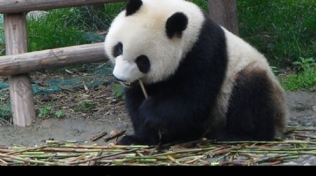 熊猫吃笋图片