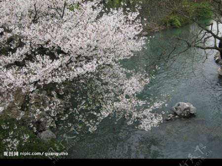 小溪边的樱花树图片