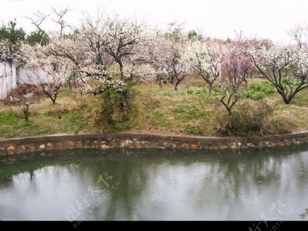 梅花节上面拍的照片图片