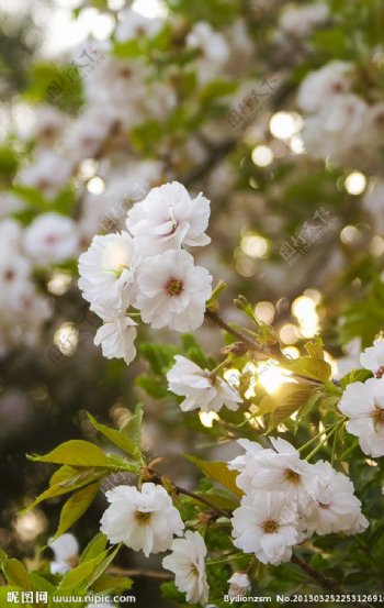 金光里的白色樱花图片