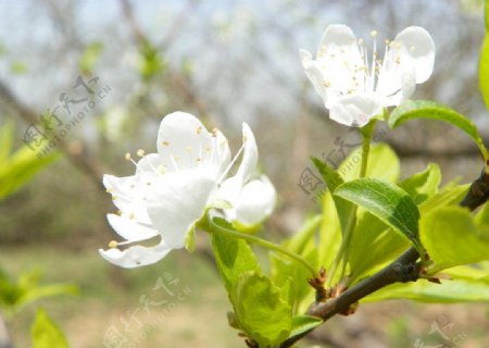 春暖花开之苹果花图片