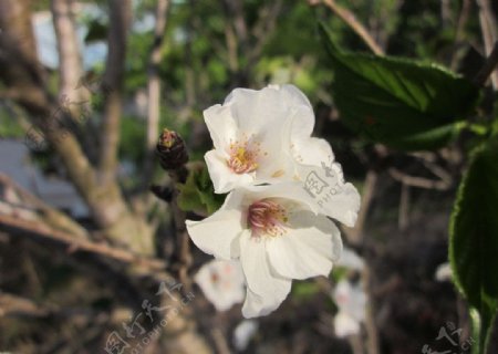 阳光下白色樱花图片