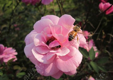 粉红色玫瑰蜜蜂图片