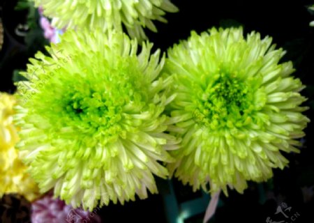 绿菊菊展图片