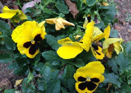 三色堇花卉蝴蝶花图片