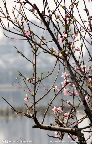 瓜渚湖桃花图片
