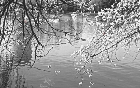 春天的湖面图片