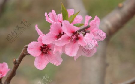 看看桃花图片