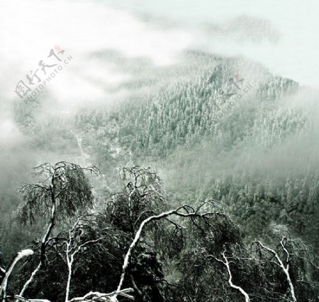 神龙架雪景图片