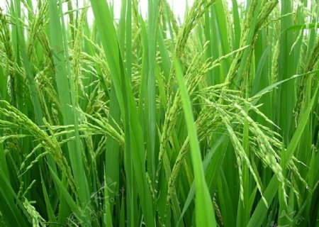 绿色稻谷图片