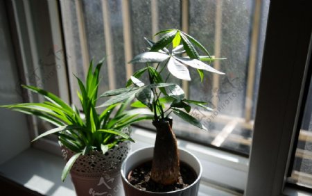自家窗台的绿色小植物图片