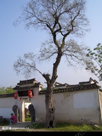 宏村的树图片