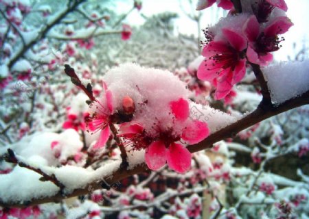 四月雪地里的桃花图片
