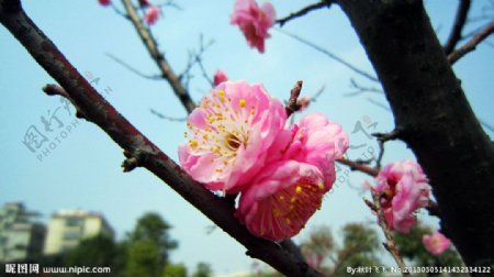 梅花图片