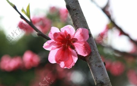 泉州森林公园桃花拍片