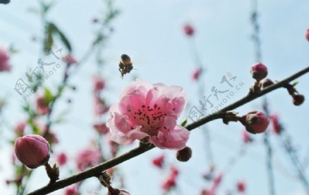 桃花红桃花蜜蜂图片