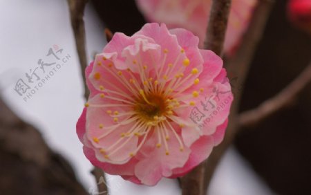 梅花梅花特写红梅图片